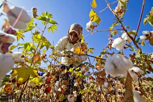 اختصاص  ۱۱ هزار هکتار از اراضی شهرستان پارس آباد به کشت پنبه