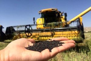  ۵۰ درصد مطالبات کلزاکاران پرداخت شد