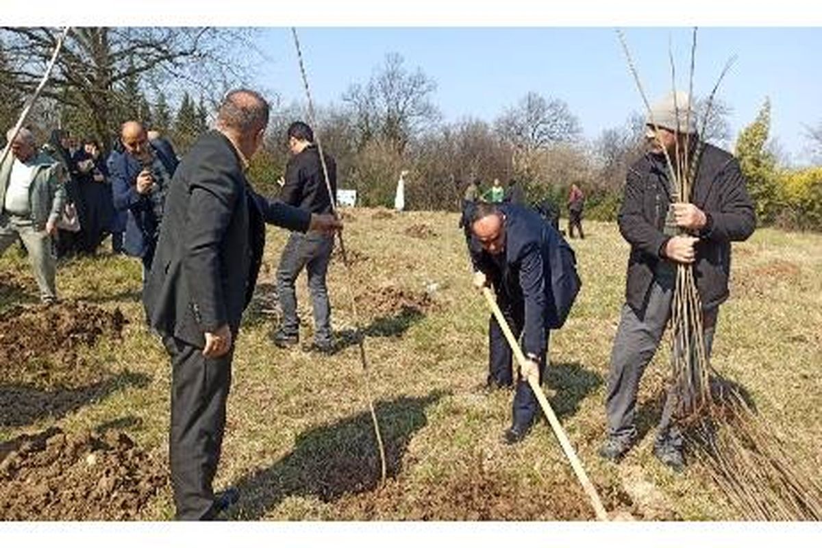 درختکاری در چالوس 