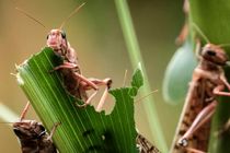 طغیان ملخ به ۲۰۰ هکتار از مزارع اندیمشک محدود شد