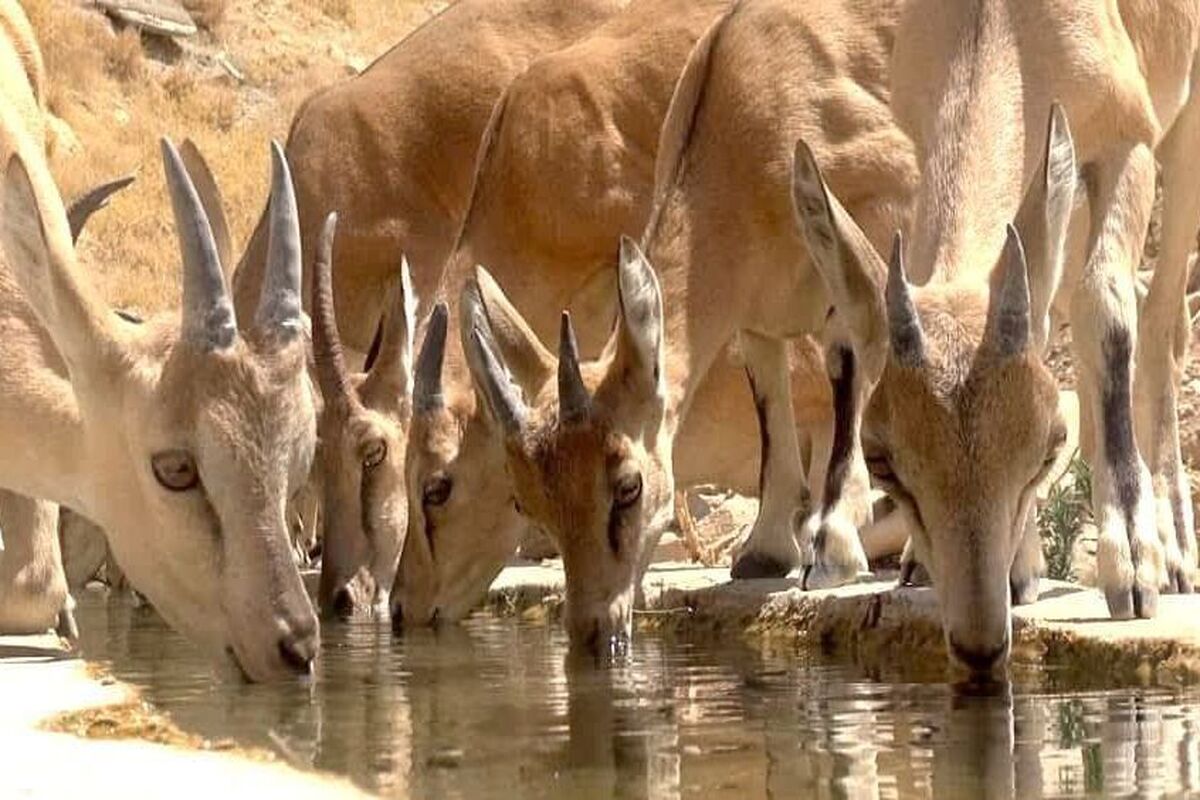 محیط زیست