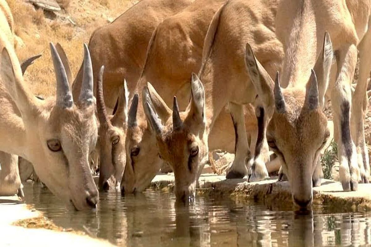 محیط زیست