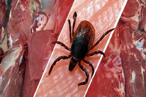 بستری ۳ بیمار مبتلا به تب کریمه کنگو طی ۲۴ ساعت گذشته در اردبیل 