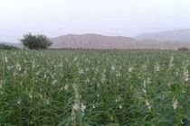 کشت کنجد در بیش از ۹۵ هکتار از زمین های کشاورزی قائم شهر