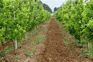 سطح باغات کرمانشاه ۶٫۸ درصد رشد داشته است