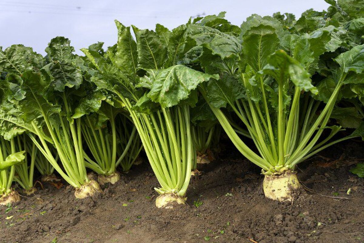 چغندرقند