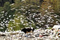 سهم محیط زیست از بودجه سال 98 یک دهم درصد است