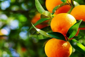 ۶۵ هزار تن مرکبات در قائم شهر ذخیره سازی شد