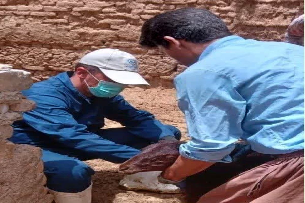 عکس دامپزشکی