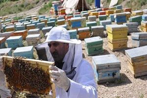 تولید ۳۱۵ تن عسل در سال گذشته در چهارمحال و بختیاری