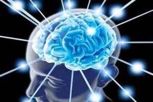 مغز بدون این مواد غذایی فلج می شود