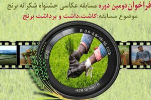  مسابقه عکاسی جشنواره شکرانه برنج با موضوع کاشت ، داشت و برداشت برنج 