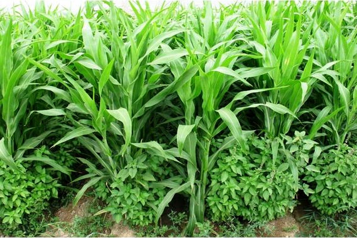 کشت علوفه در نکا