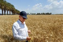 رکورد بی سابقه خرید ۶۲ هزار تن گندم در سیستان و بلوچستان