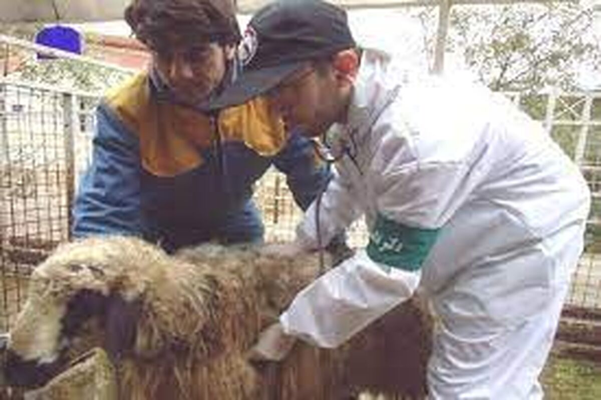 عکس دامپزشکی