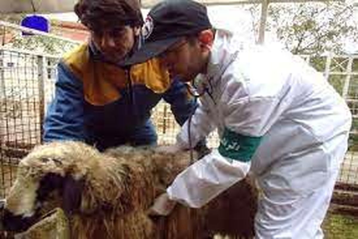 عکس دامپزشکی