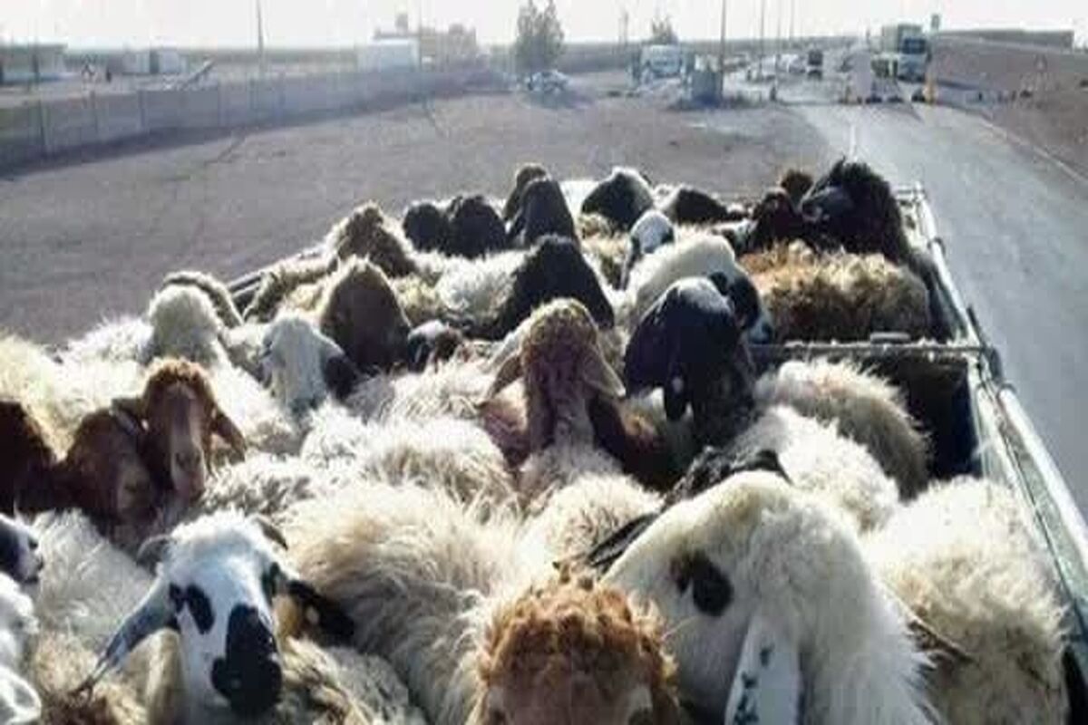 قاچاق دام