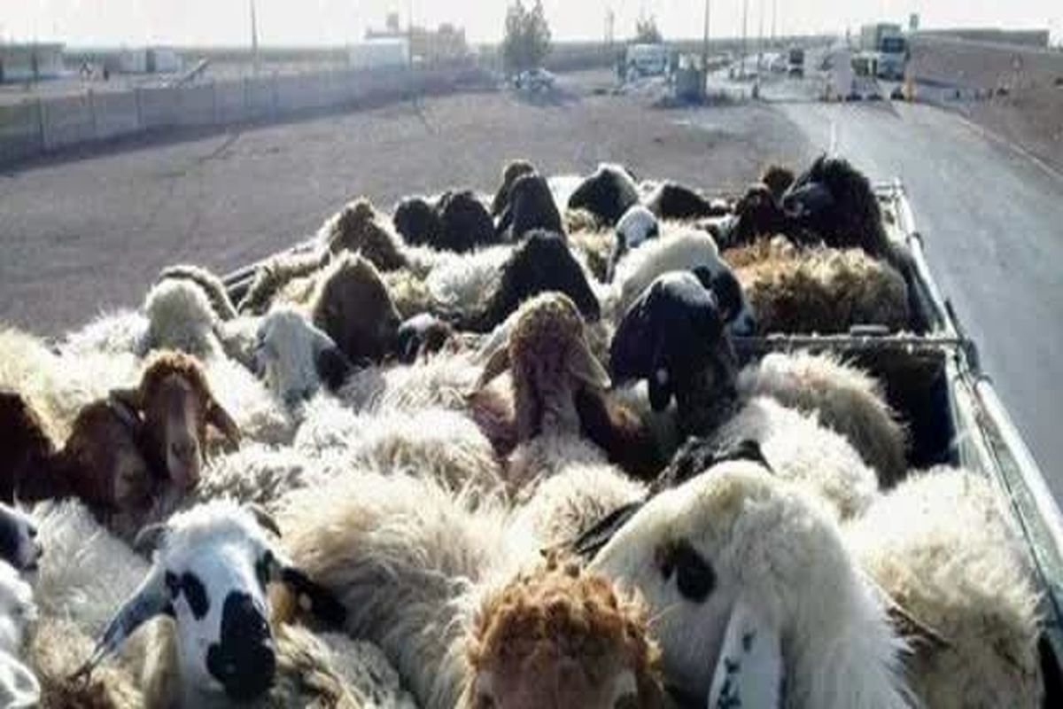 قاچاق دام
