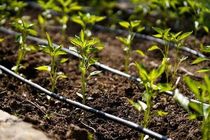 اجرای مطالعات خاک‌شناسی در زمین‌های کشاورزی «برنطین» هرمزگان