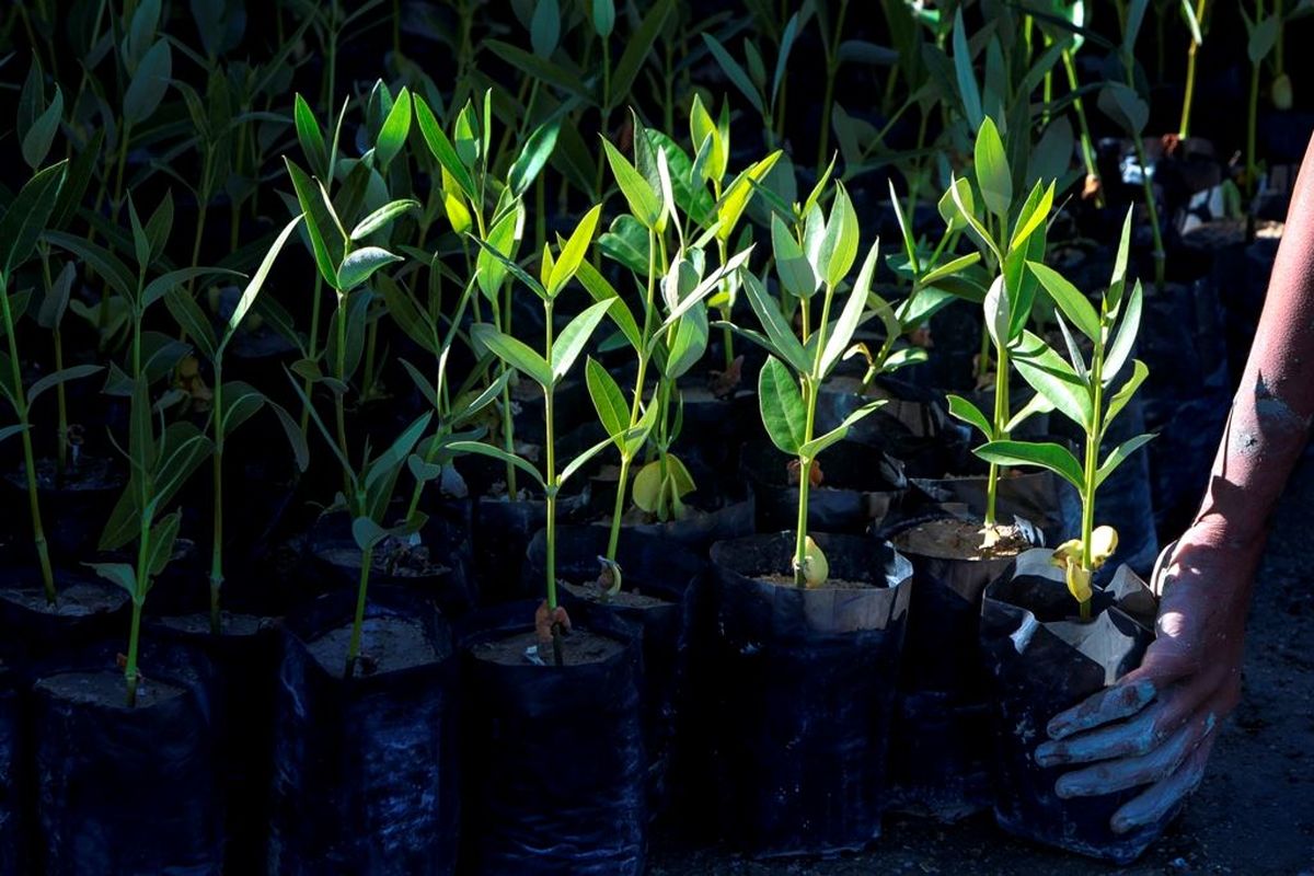 نهال درخت حرا