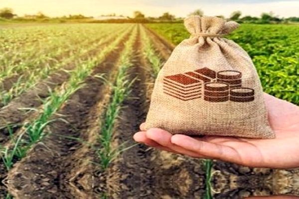سقف تعهدات صندوق بیمه کشاورزی در گندم ۵۰ درصد افزایش می‌یابد