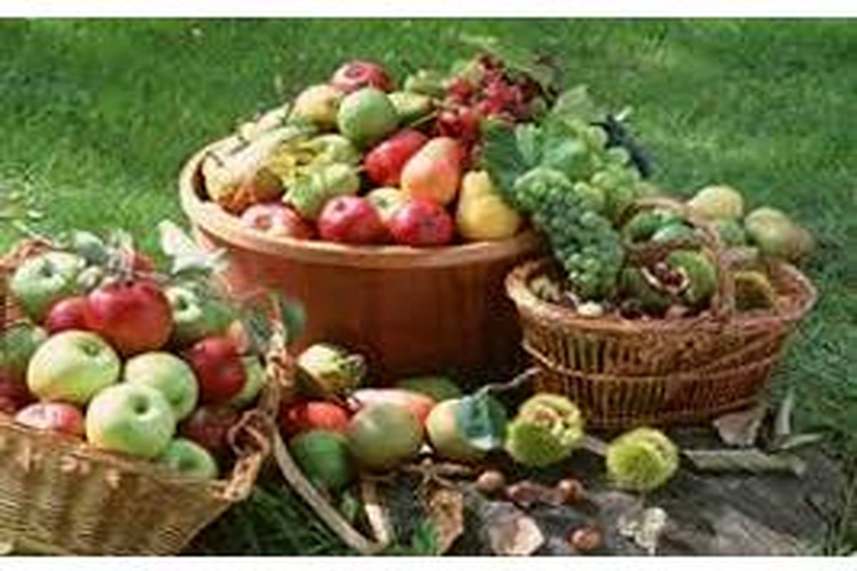 میوه دانه دار