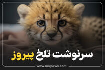 اینفوگرافیک/سرنوشت تلخ پیروز 