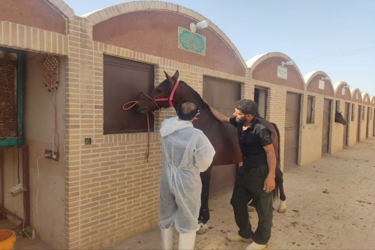 تست مشمشه