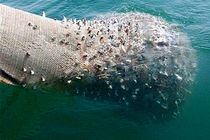 آغاز طرح دریابست از یکم تا پانزدهم مهرماه در آب‌های هرمزگان نهایی شد