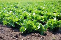 تولید ۲۶ هزار تن کاهو به ارزش ۶ هزار میلیارد ریال در آمل