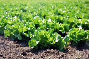 پیش بینی برداشت بیش از ۳۰ هزار تن کاهو و کلم در شهرستان فریدن