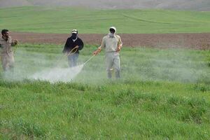 سمپاشی ۷۶ هزار هکتار از کشتزارهای خراسان رضوی در جهت مبارزه با آفت سن غلات 