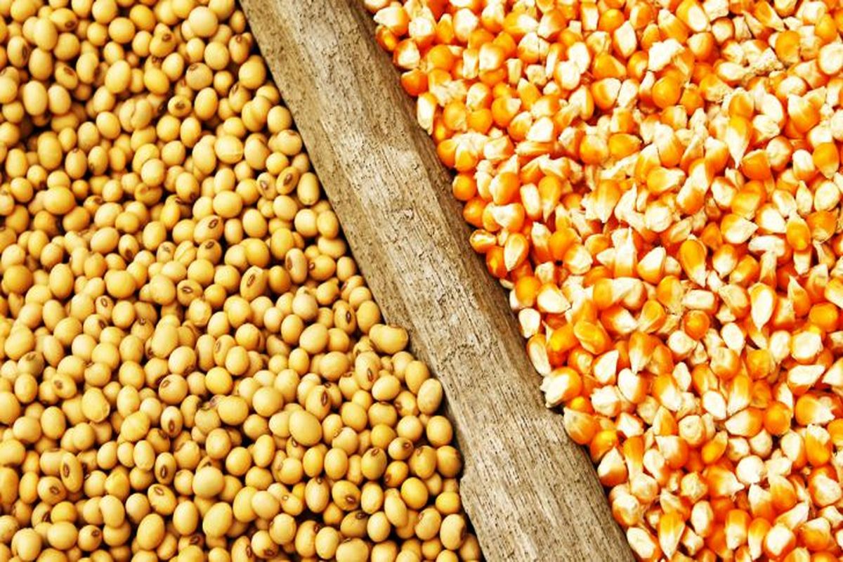 نهاده‌های دامی