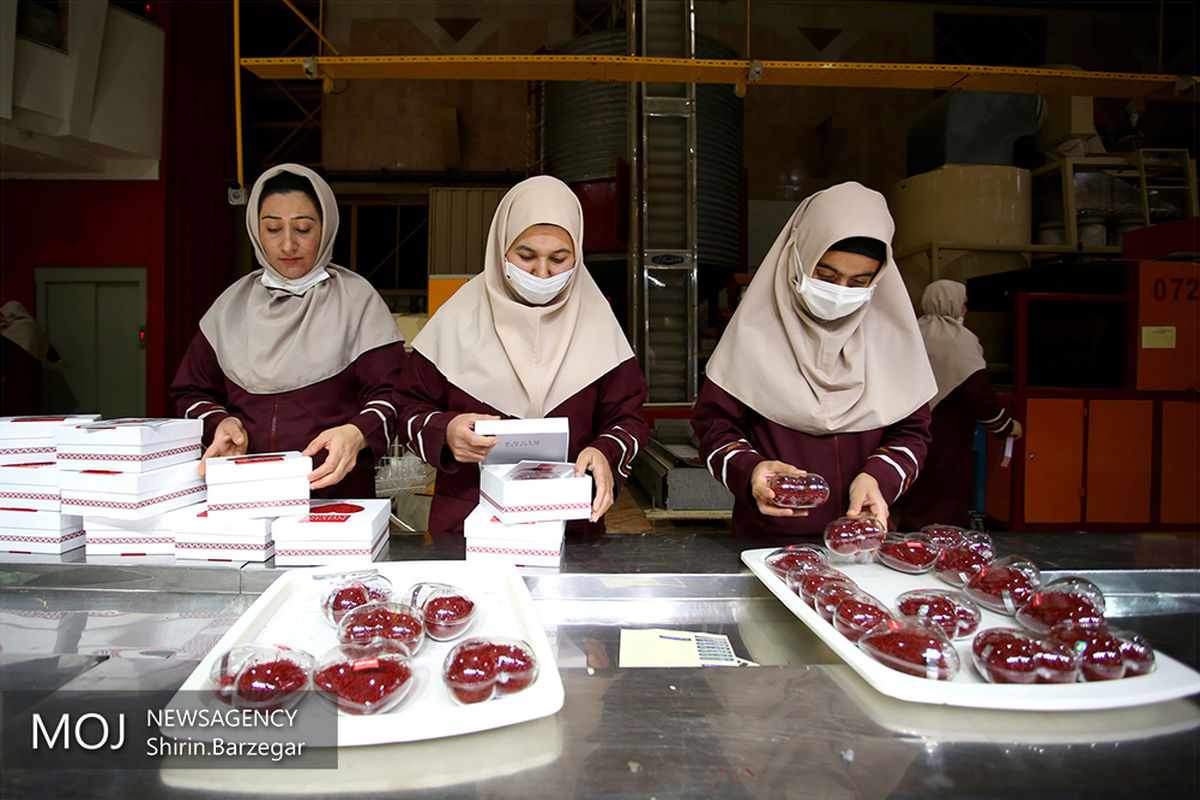 برداشت زعفران در شهرستان های تربت حیدریه و زاوه