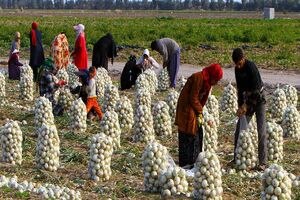 ۲۲۰۰ میلیارد تومان برای اشتغال روستایی قم در سال جاری پیش‌بینی شده است