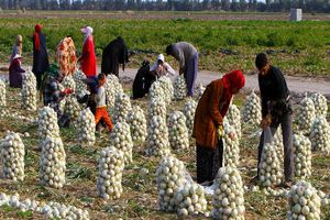 ۲۲۰۰ میلیارد تومان برای اشتغال روستایی قم در سال جاری پیش‌بینی شده است