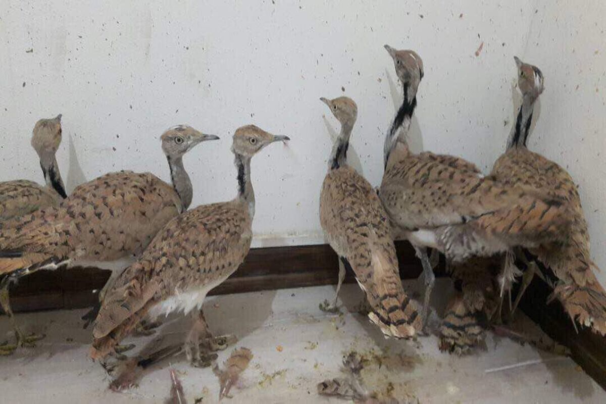 هوبره