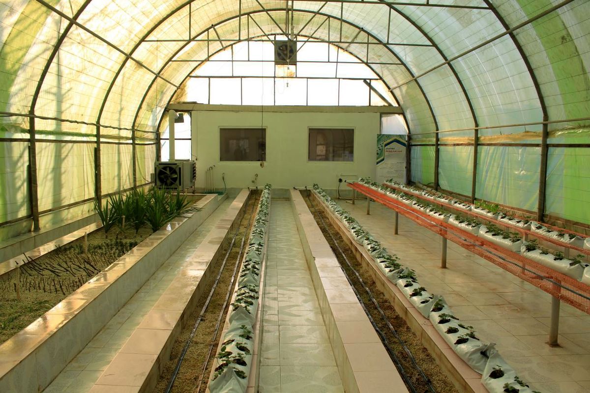 کشت بدون خاک در گیلان