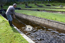 پیش بینی تولید ۷۵ تن گوشت ماهی در تربت حیدریه