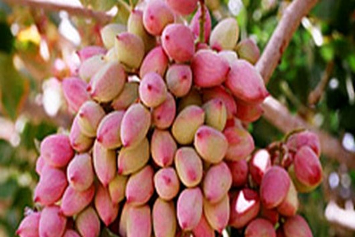 برداشت پسته