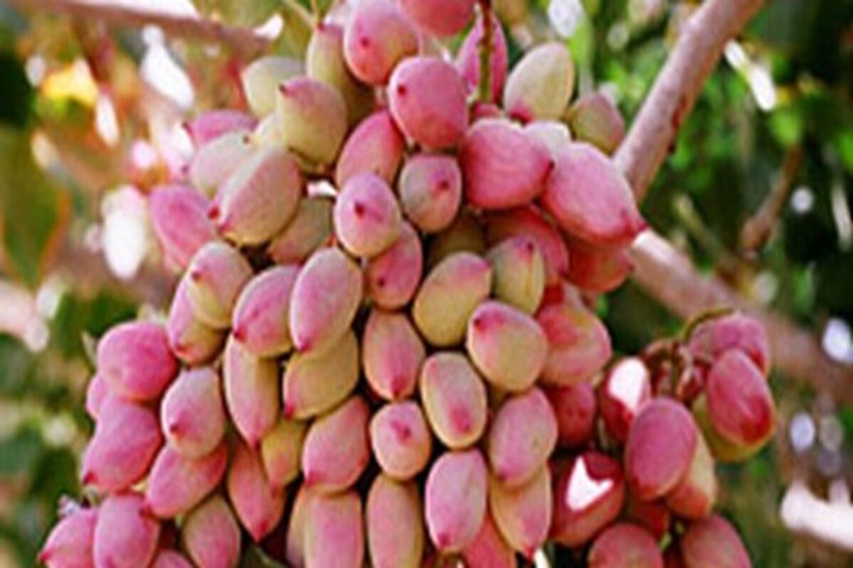 برداشت پسته