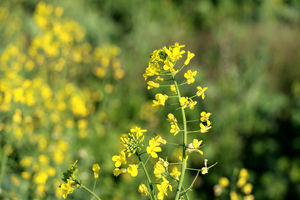 48 میلیارد ریال از مطالبات کلزاکاران مازندران پرداخت شد 