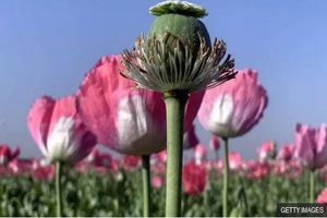 کشت «شقایق الیفرا» برای تامین موادمخدر دارویی کشور تصویب شد