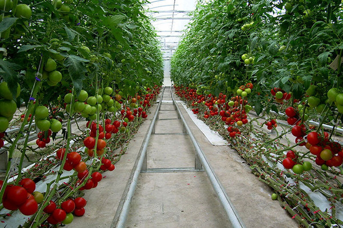 گلخانه