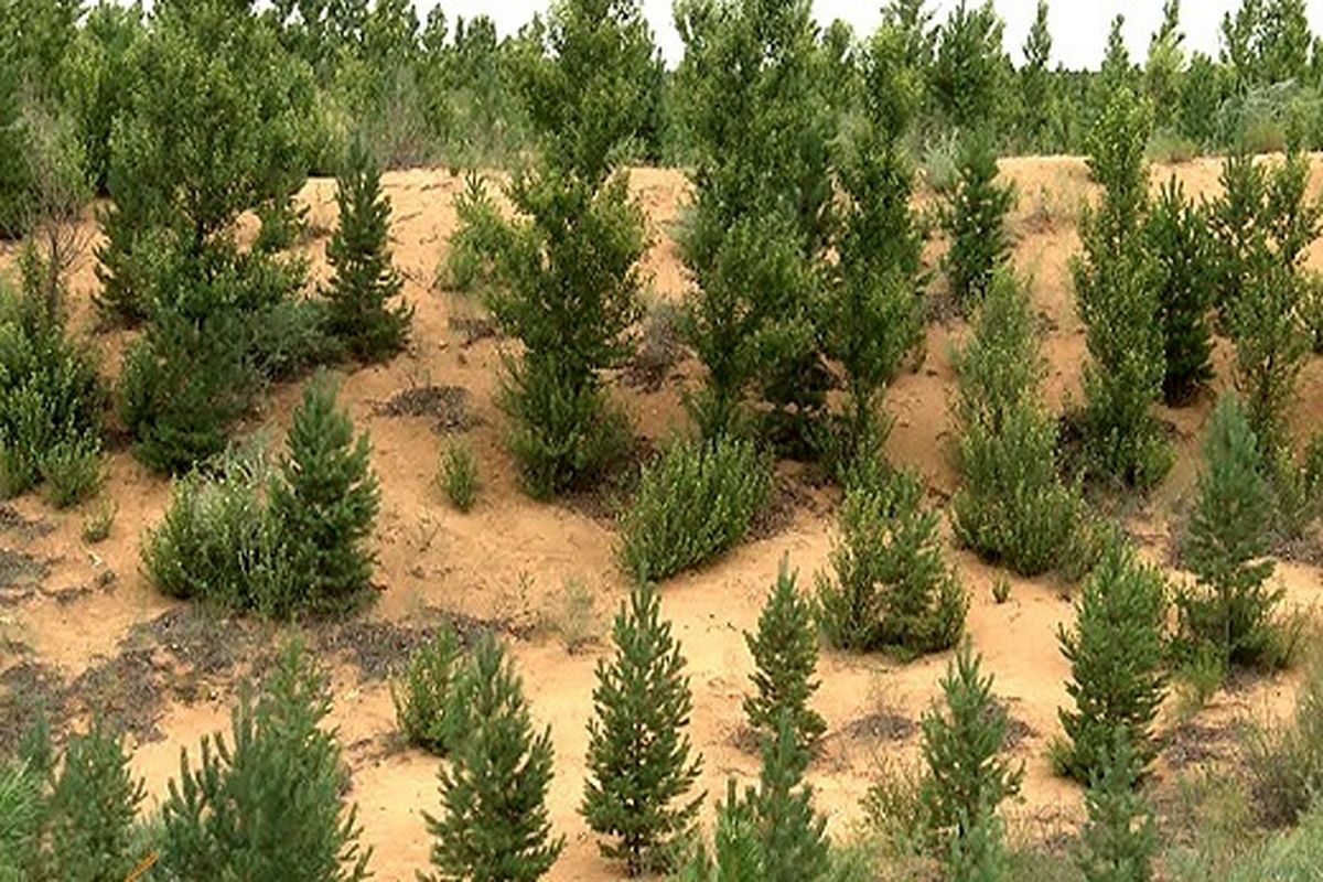 جنگل‌های دست کاشت مناطق بیابانی