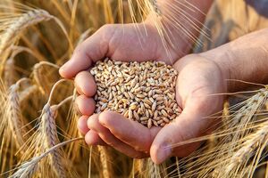 خرید تضمینی گندم در آذربایجان شرقی از مرز ۶۳ هزار تن گذشت