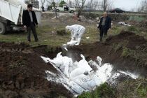 معدوم سازی مرغان خانگی مبتلا به آنفلوآنزای مرغی در خمام