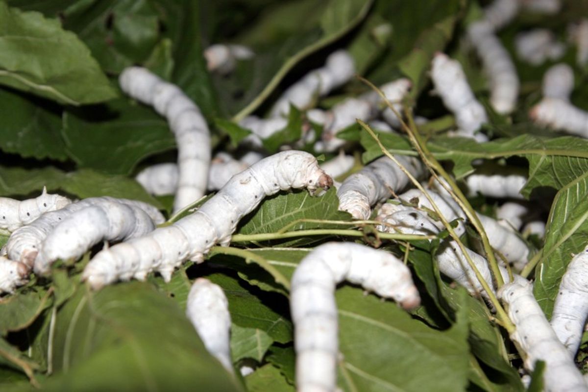 پیله تر ابرشیم