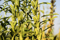 کاهش ۵۸ درصدی سطح زیر کشت کنجد در داورزن