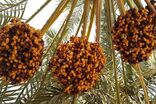 ارتقای کیفیت و بسته بندی زمینه را برای صادارت خرما فراهم می‌کند